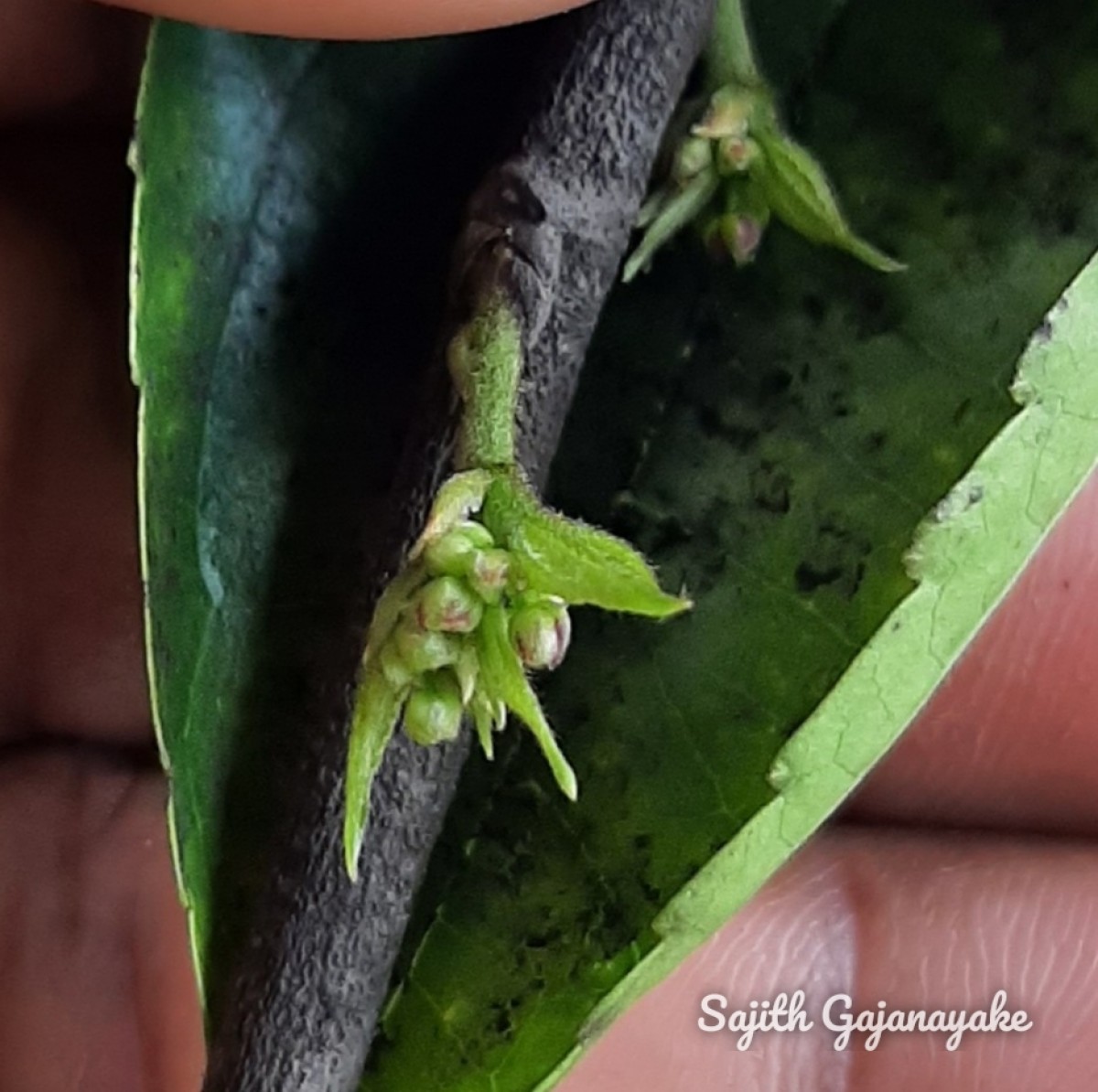 Celtis timorensis Span.